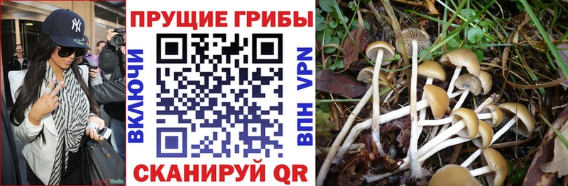 Псилоцибиновые грибы Magic Shrooms  купить наркотики сайты  Сураж 